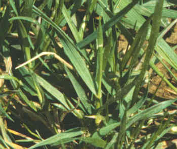 tall fescue